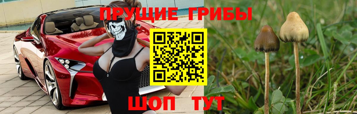Тавда  Псилоцибиновые грибы Cubensis  Вход с VPN  Галлюциногенные грибы Cubensis 